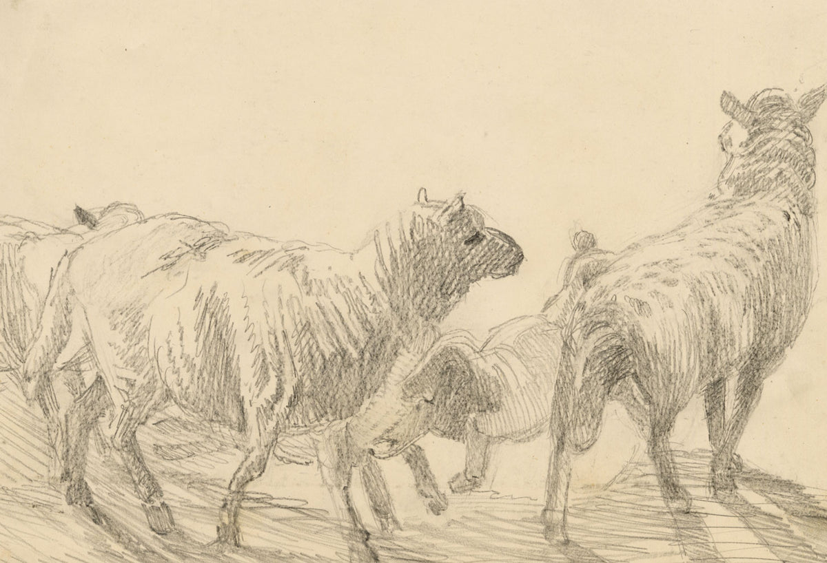 Isabel Lewis, Sheep Study – c.1900s graphite drawing