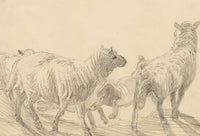 Isabel Lewis, Sheep Study – c.1900s graphite drawing