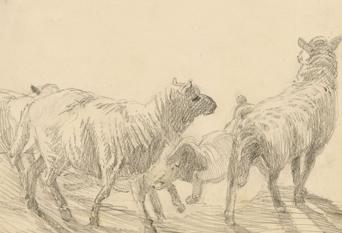Isabel Lewis, Sheep Study – c.1900s graphite drawing