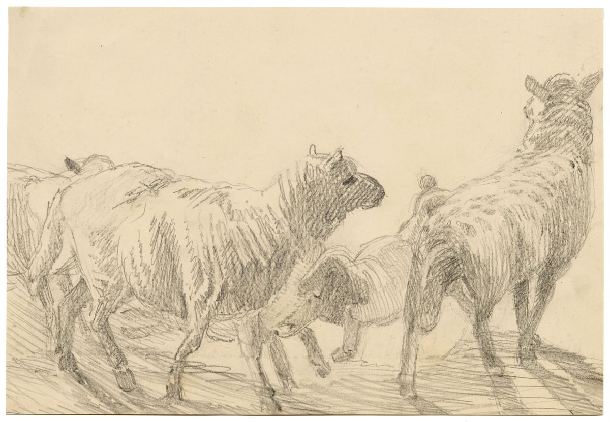 Isabel Lewis, Sheep Study – c.1900s graphite drawing