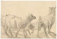 Isabel Lewis, Sheep Study – c.1900s graphite drawing