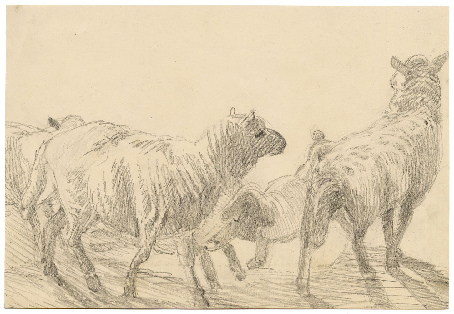 Isabel Lewis, Sheep Study – c.1900s graphite drawing