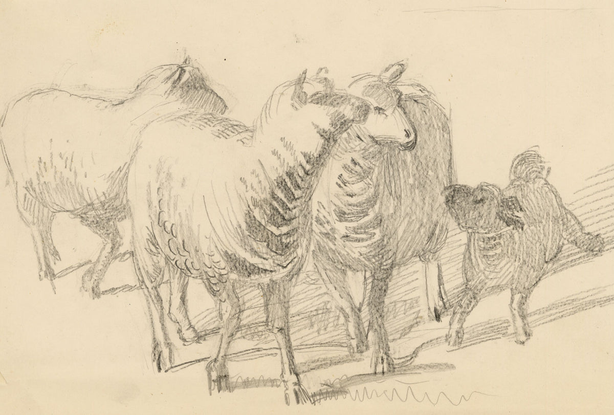 Isabel Lewis, Sheep with Lamb Study – c.1900s graphite drawing