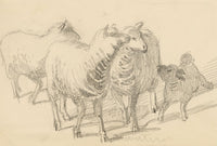 Isabel Lewis, Sheep with Lamb Study – c.1900s graphite drawing