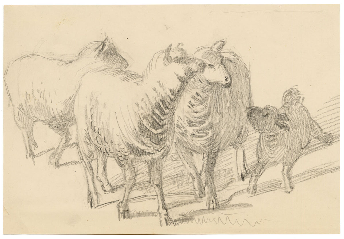 Isabel Lewis, Sheep with Lamb Study – c.1900s graphite drawing