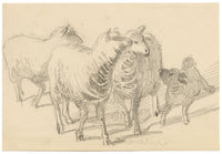 Isabel Lewis, Sheep with Lamb Study – c.1900s graphite drawing