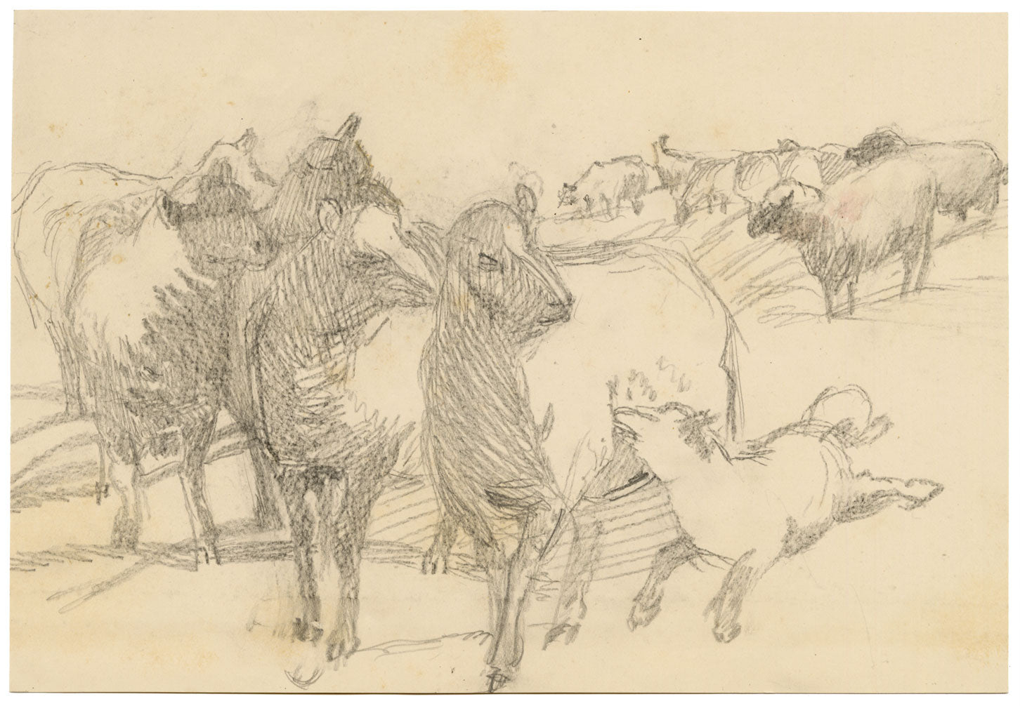 Isabel Lewis, Sheep & Lamb Study – c.1900s graphite drawing