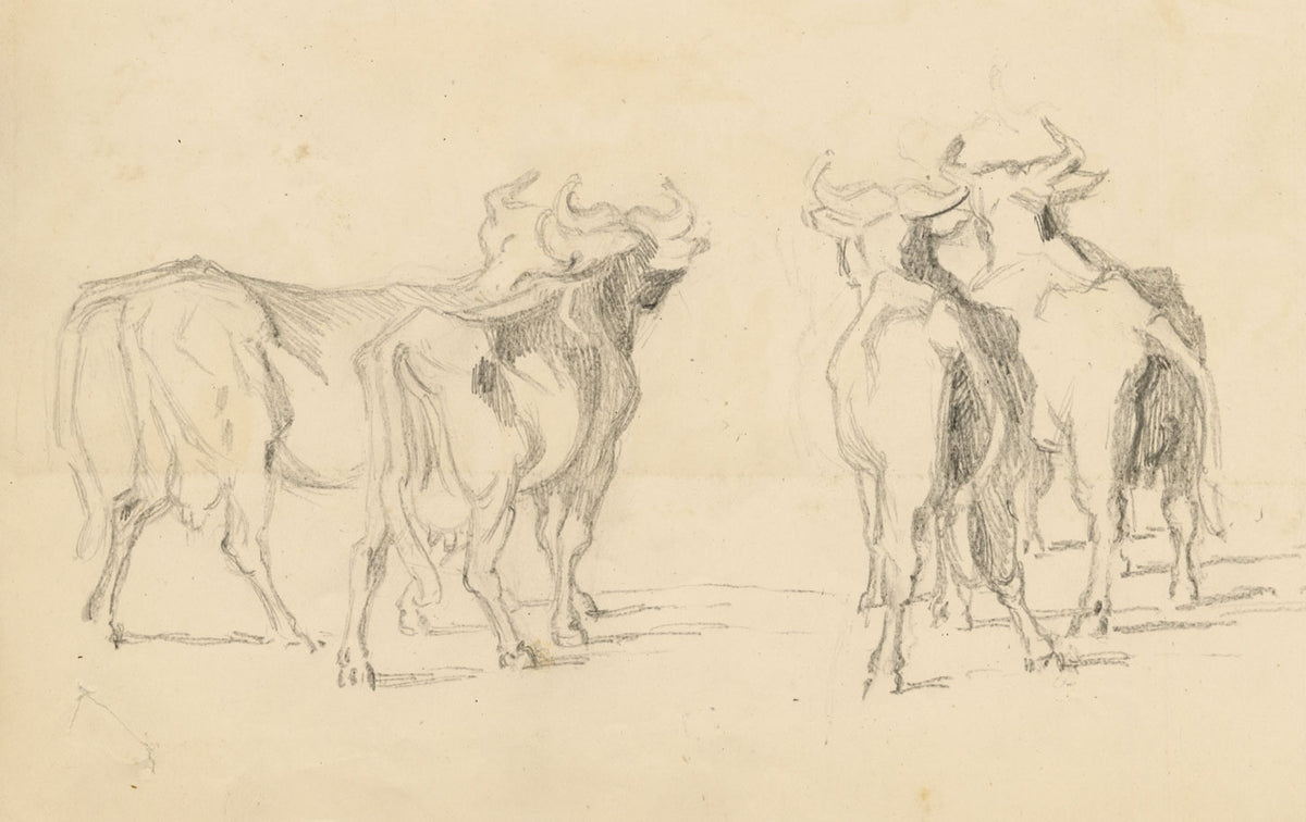 Isabel Lewis, Cows with Horns Study – c.1900s graphite drawing