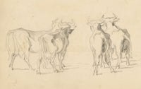 Isabel Lewis, Cows with Horns Study – c.1900s graphite drawing