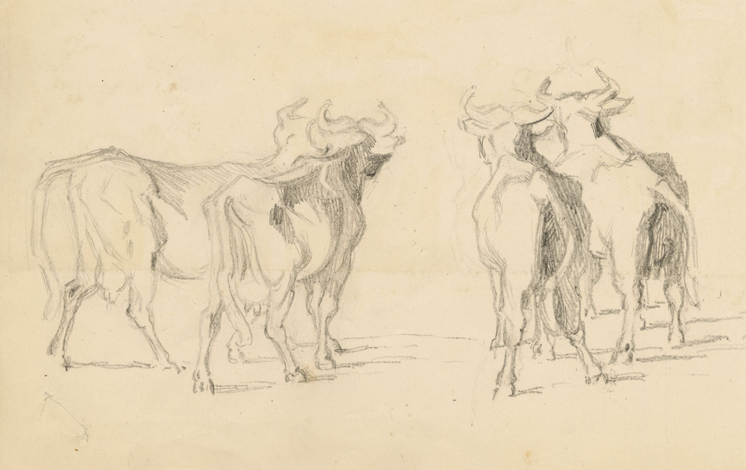 Isabel Lewis, Cows with Horns Study – c.1900s graphite drawing