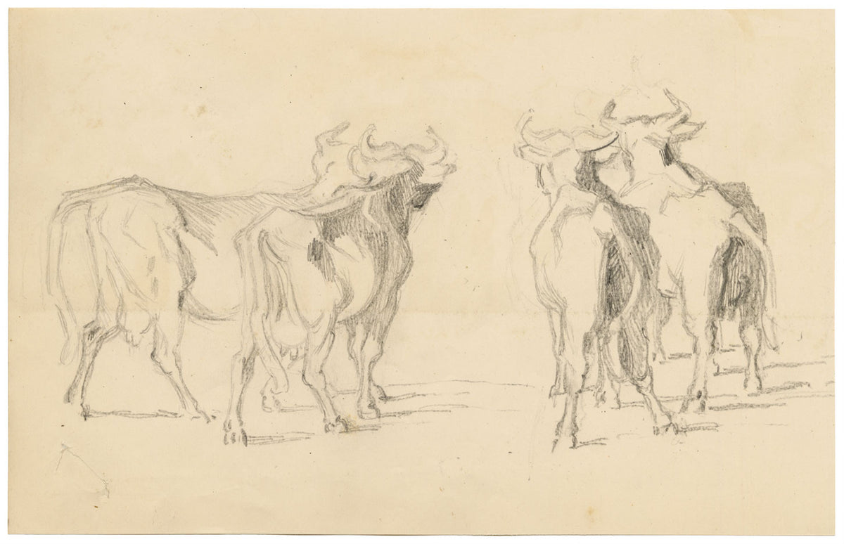 Isabel Lewis, Cows with Horns Study – c.1900s graphite drawing
