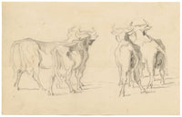Isabel Lewis, Cows with Horns Study – c.1900s graphite drawing