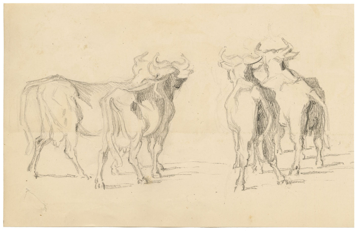 Isabel Lewis, Cows with Horns Study – c.1900s graphite drawing