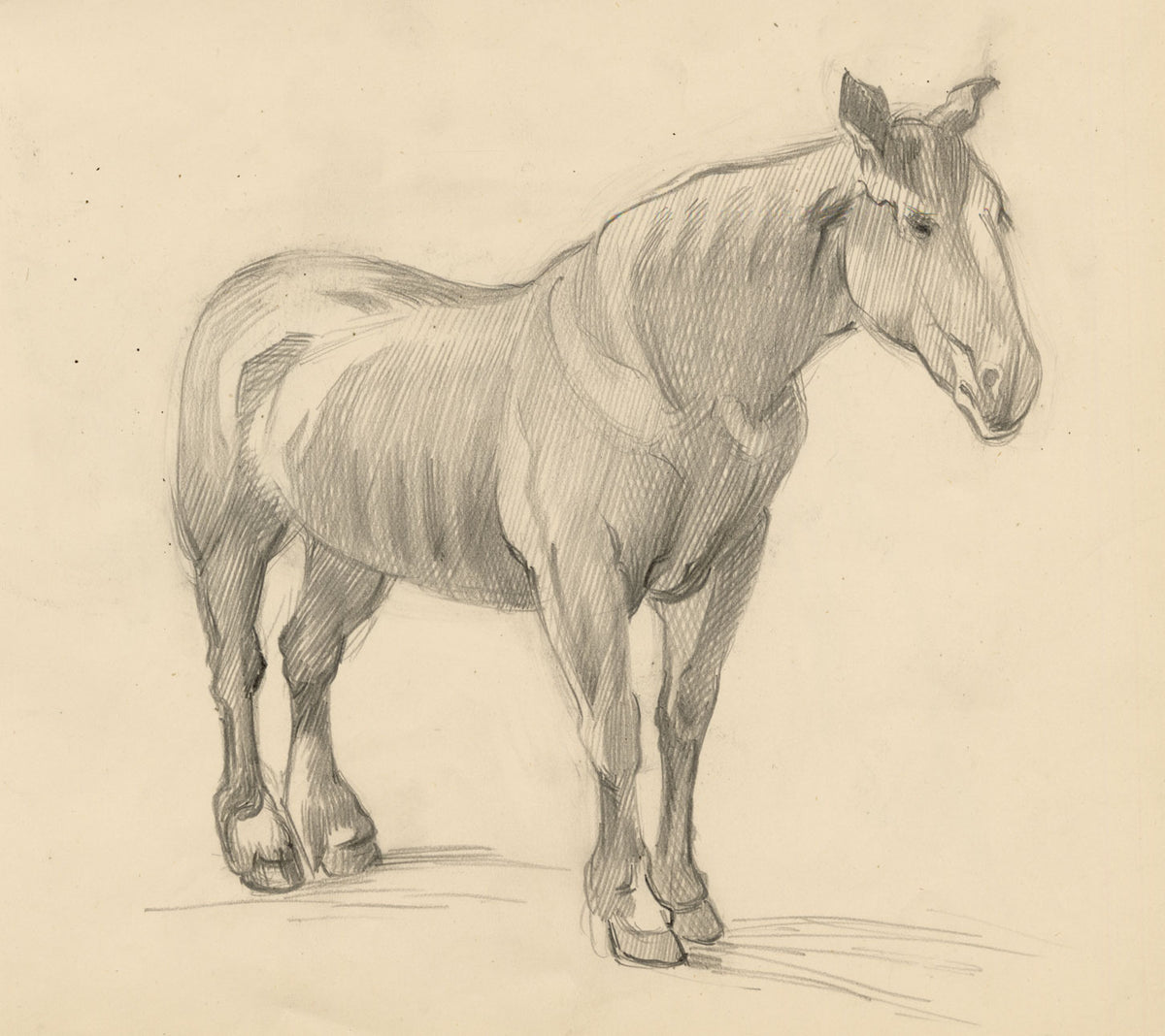 Isabel Lewis, Horse Study – c.1900s graphite drawing