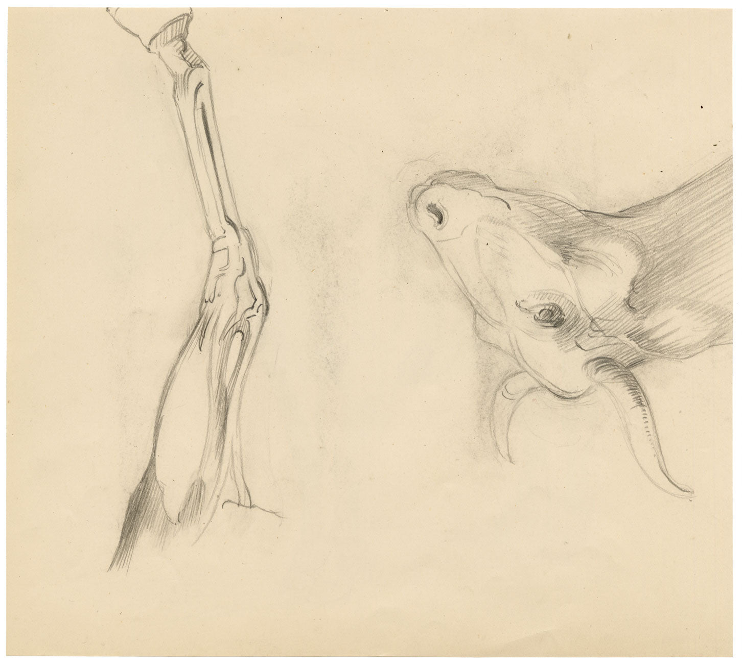 Isabel Lewis, Horse Study – c.1900s graphite drawing