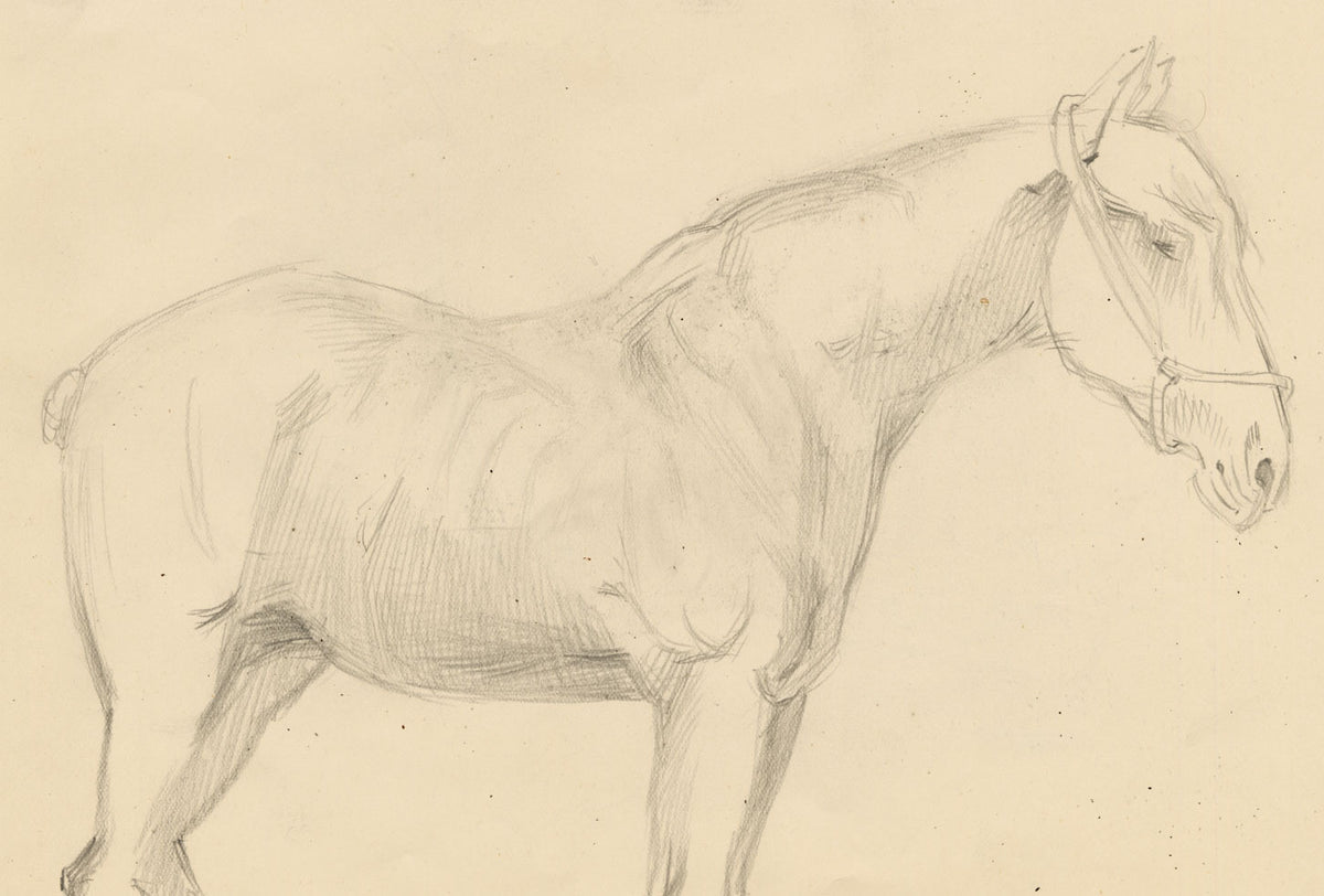 Isabel Lewis, Horse Study – c.1900s graphite drawing