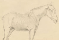 Isabel Lewis, Horse Study – c.1900s graphite drawing