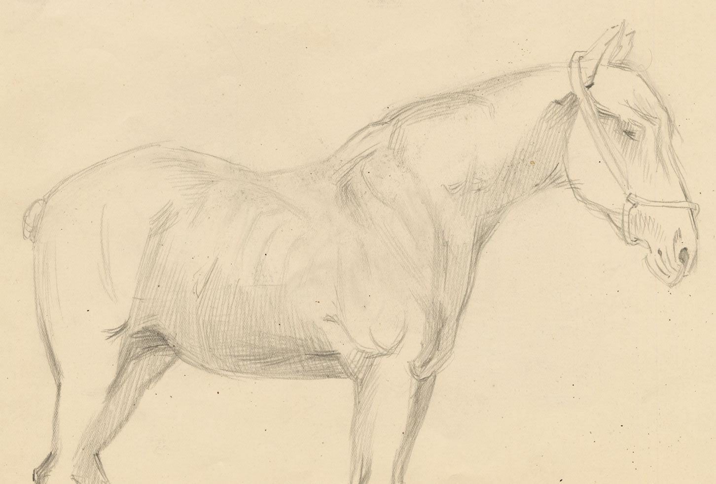Isabel Lewis, Horse Study – c.1900s graphite drawing
