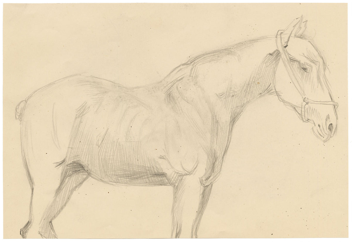 Isabel Lewis, Horse Study – c.1900s graphite drawing