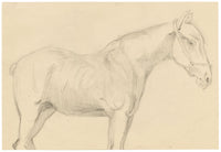 Isabel Lewis, Horse Study – c.1900s graphite drawing