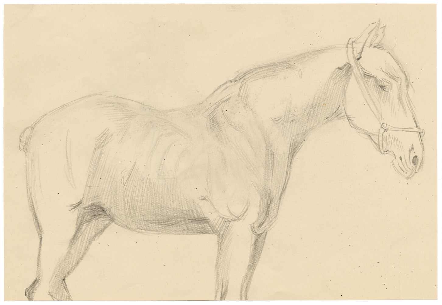 Isabel Lewis, Horse Study – c.1900s graphite drawing