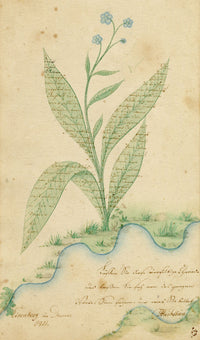 German School, Forget-me-not Flower with Sütterlin Microscript – 1811 watercolour painting