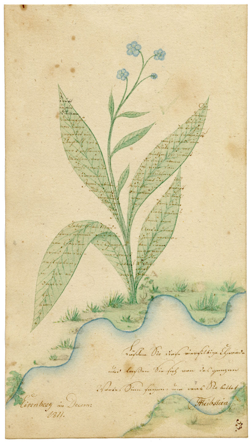 German School, Forget-me-not Flower with Sütterlin Microscript – 1811 watercolour painting