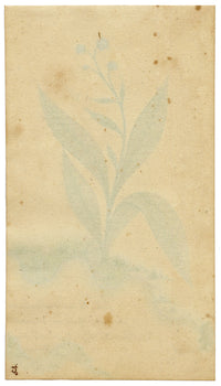 German School, Forget-me-not Flower with Sütterlin Microscript – 1811 watercolour painting