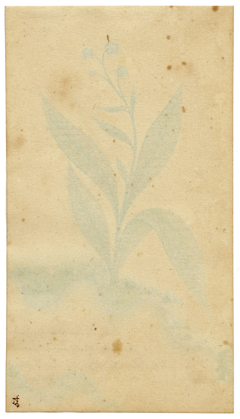 German School, Forget-me-not Flower with Sütterlin Microscript – 1811 watercolour painting