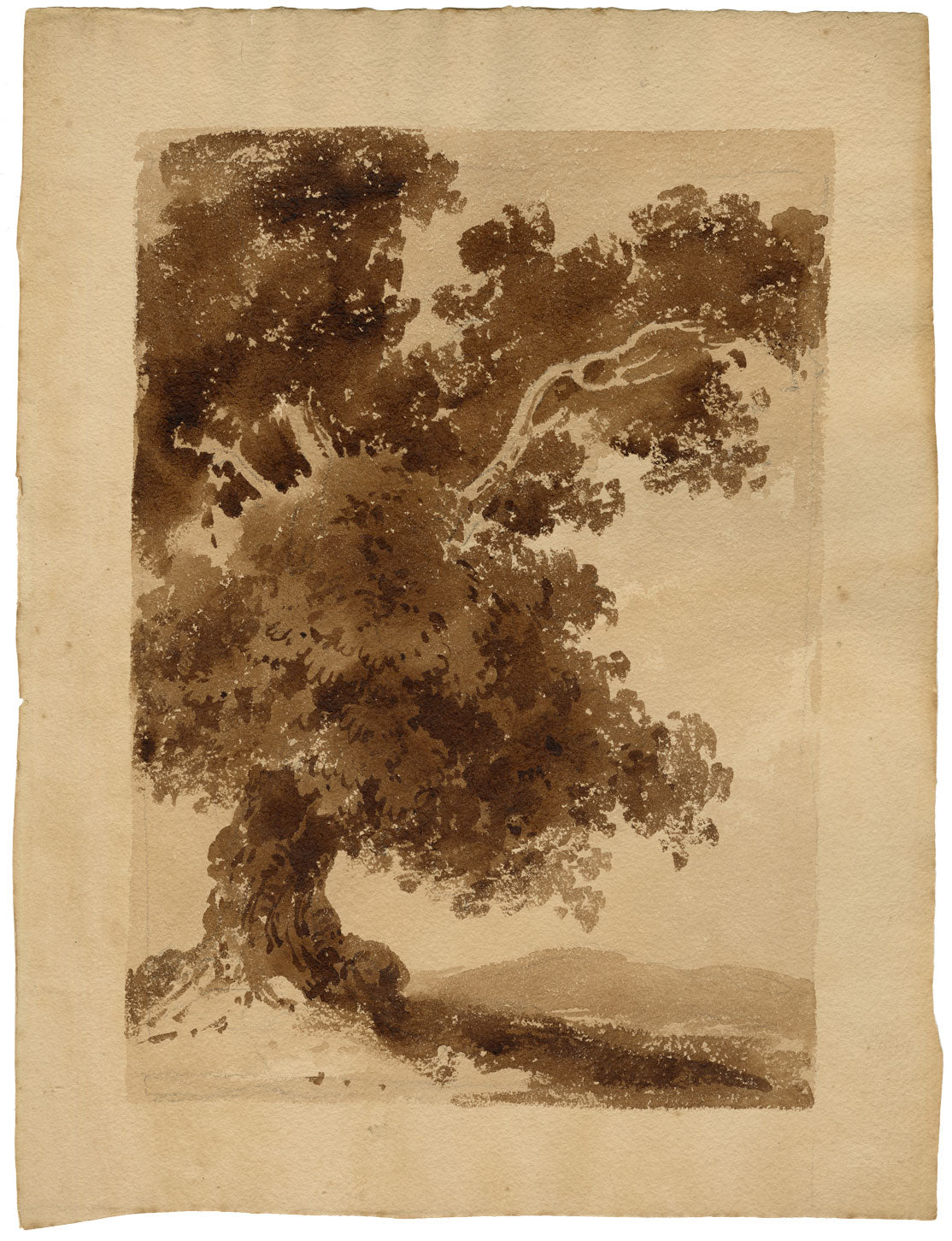 Attrib. William Page, Tree Study – Early 19th-century watercolour painting