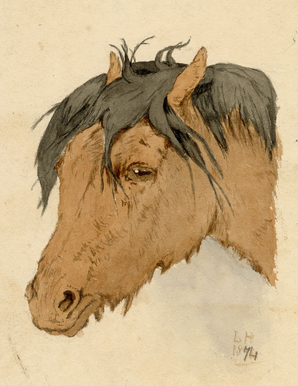 Lucy Hunter, Highland Pony Horse Head Study, Scottish Borders – 1874 watercolour painting
