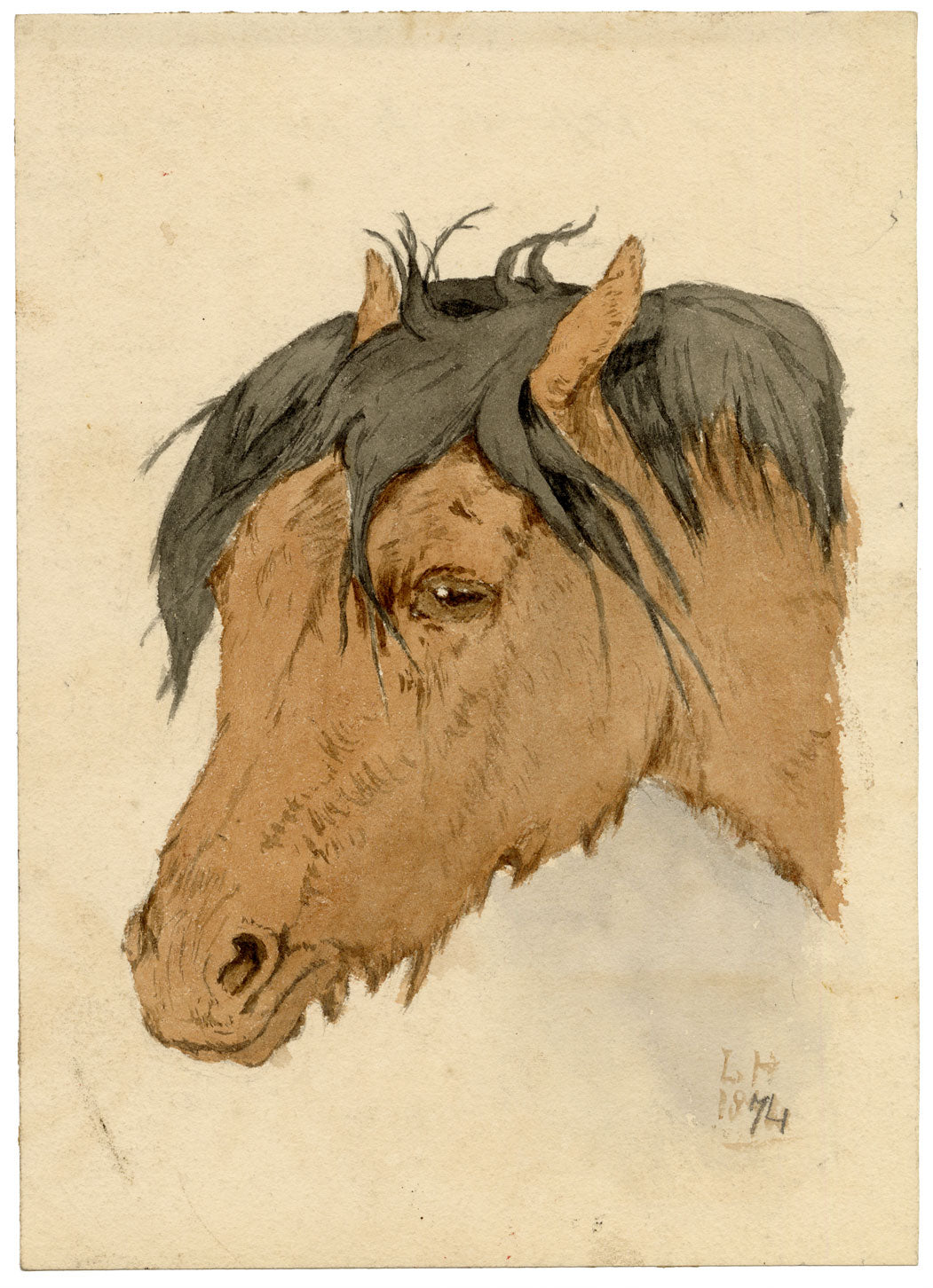 Lucy Hunter, Highland Pony Horse Head Study, Scottish Borders – 1874 watercolour painting