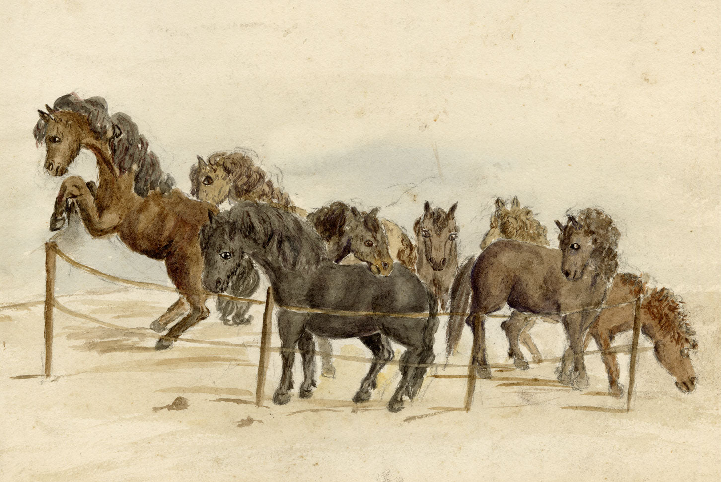 Hunter, Playful Highland Pony Horses, Scottish Borders – 1870s watercolour painting