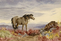 Hunter, Highland Pony Horse at Spittal near Berwick, Scottish Borders – 1876 watercolour painting