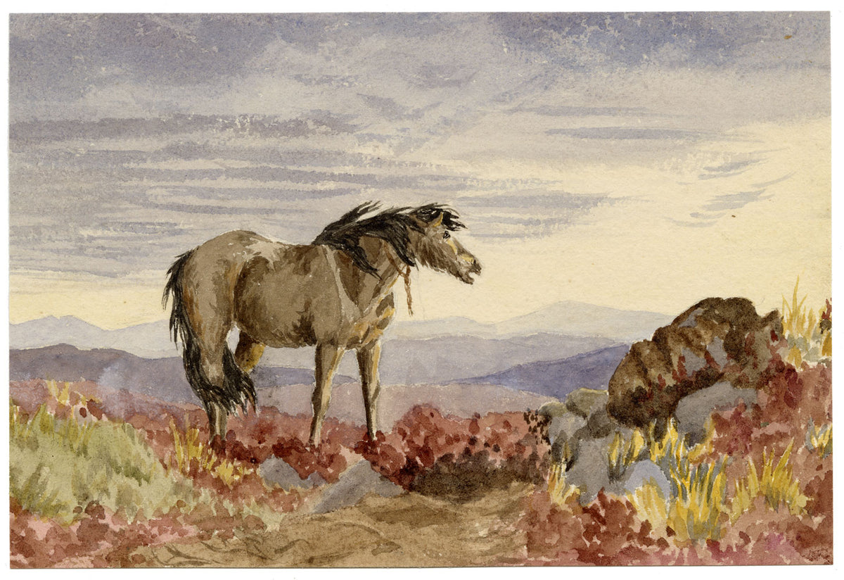 Hunter, Highland Pony Horse at Spittal near Berwick, Scottish Borders – 1876 watercolour painting