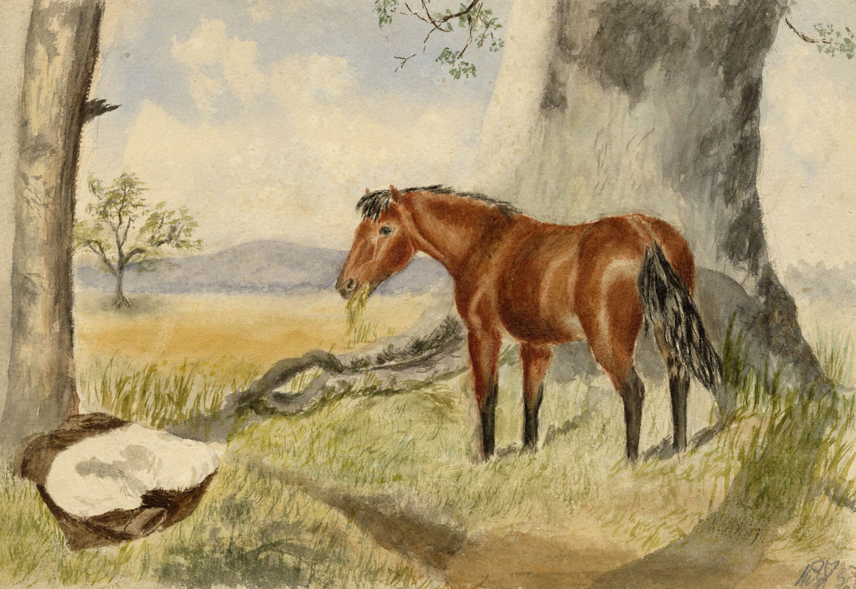 Hunter, Bay Horse, Scottish Borders – 1875 watercolour painting