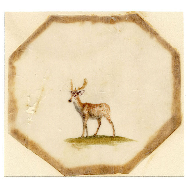 Anon., Fallow Buck Deer – Early 19th-century painting on chinese pith