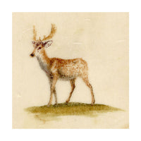 Anon., Fallow Buck Deer – Early 19th-century painting on chinese pith