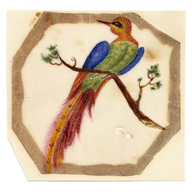 Anon., Bird of Paradise on a Branch – Early 19th-century painting on chinese pith