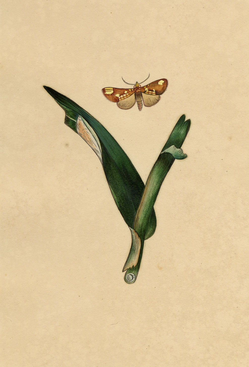 J. McA, Gold Spot Moth (Plusia festucae) Study – c.1810s watercolour painting