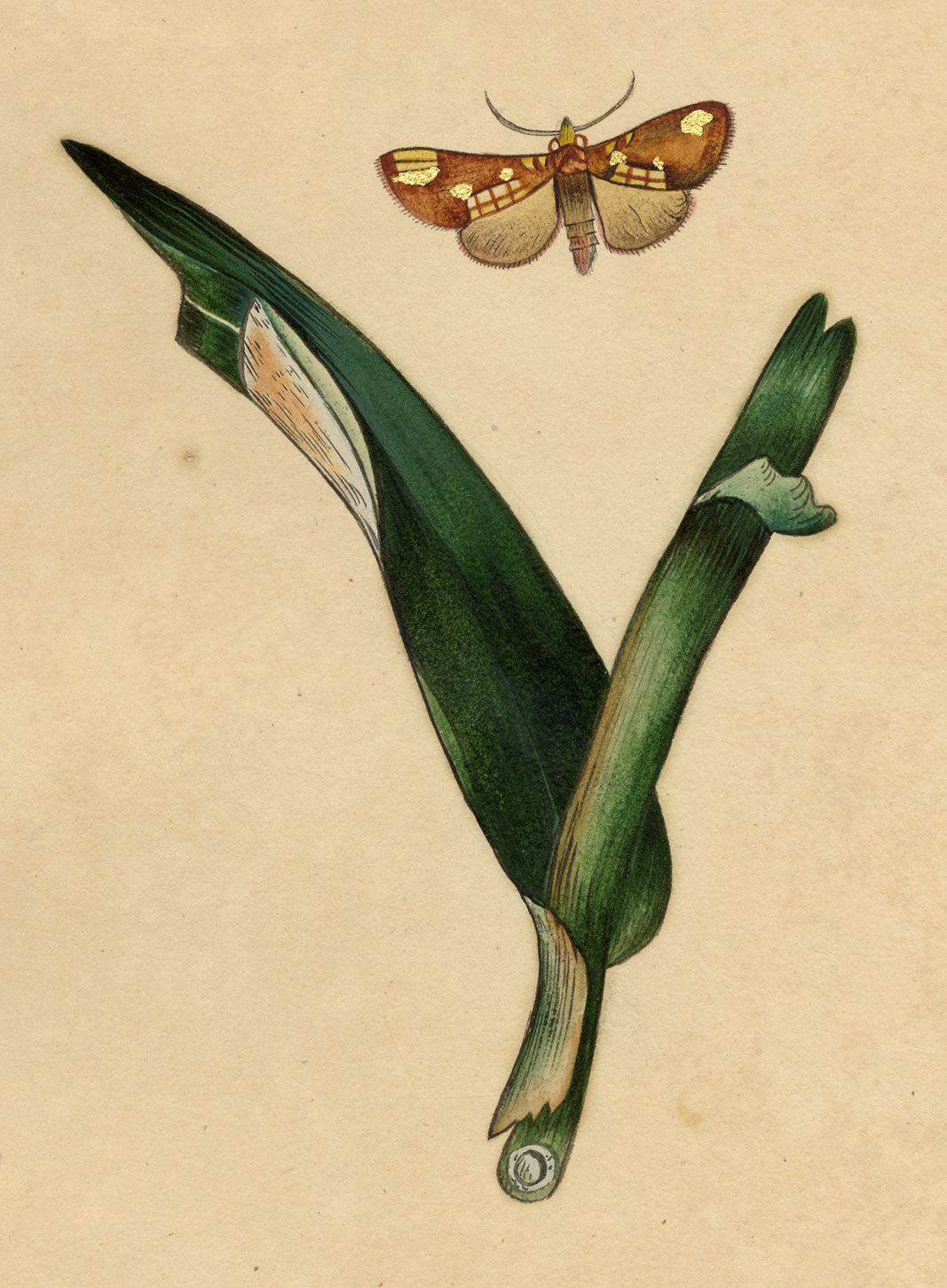 J. McA, Gold Spot Moth (Plusia festucae) Study – c.1810s watercolour painting