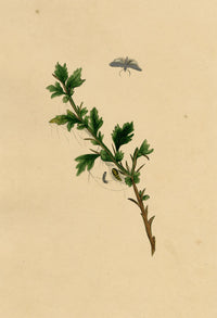 J. McA, Small Ermine Moth Life Cycle Study – c.1810s watercolour painting