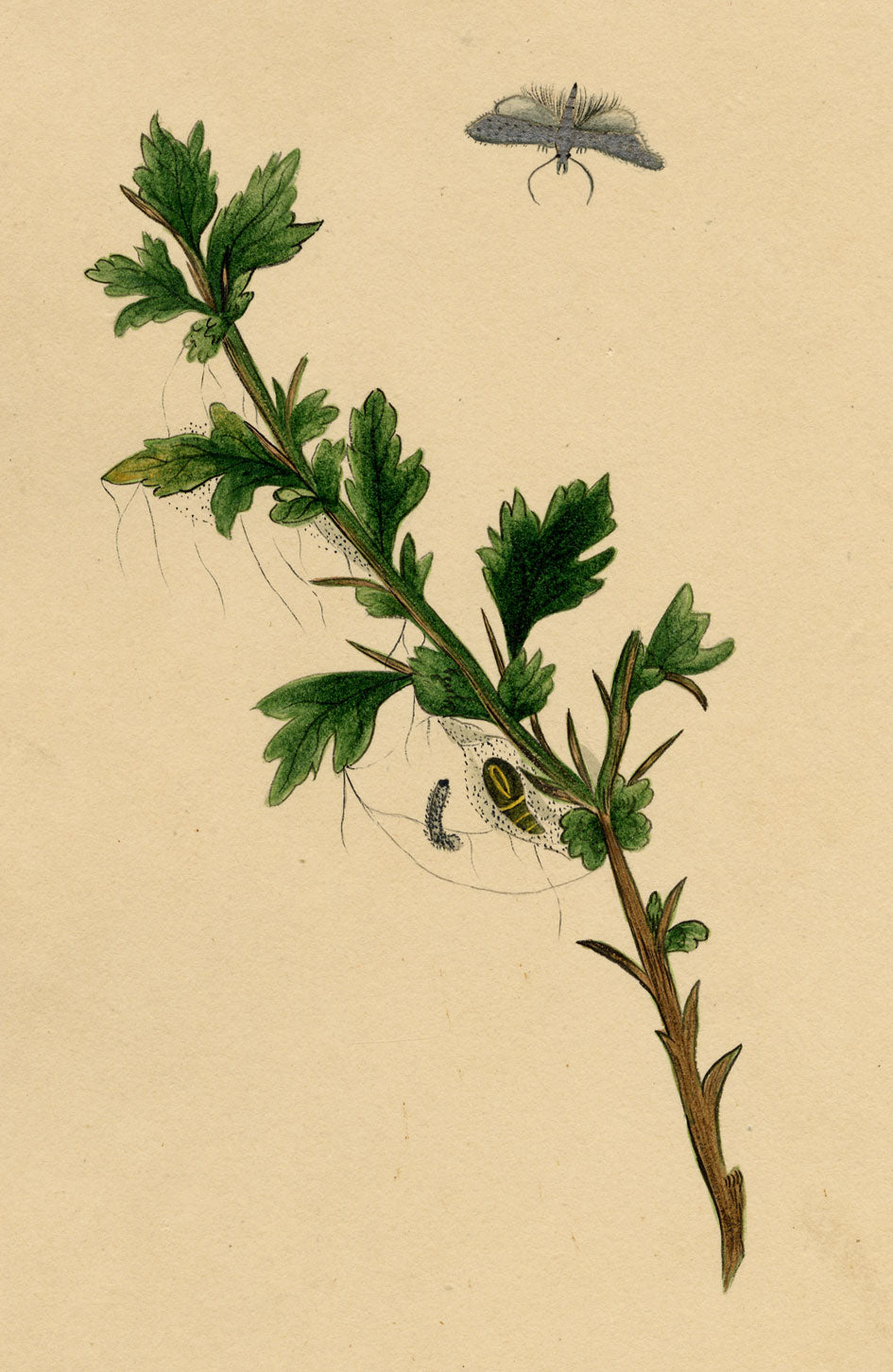 J. McA, Small Ermine Moth Life Cycle Study – c.1810s watercolour painting