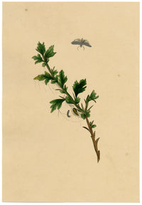 J. McA, Small Ermine Moth Life Cycle Study – c.1810s watercolour painting