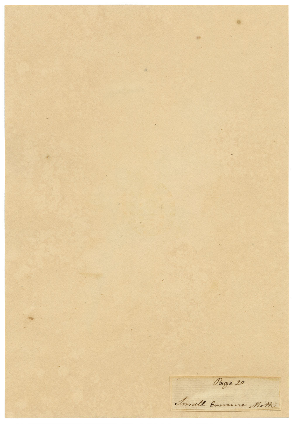 J. McA, Small Ermine Moth Life Cycle Study – c.1810s watercolour painting