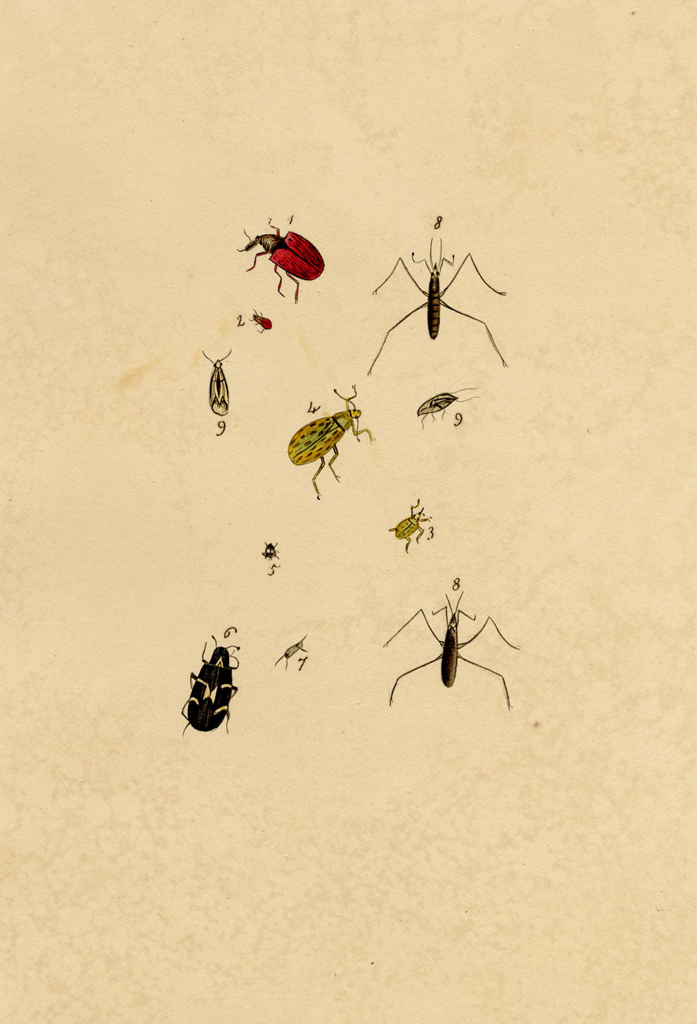 J. McA, Insect Studies (Curculio Weevil & Cimex) – c.1810s watercolour painting