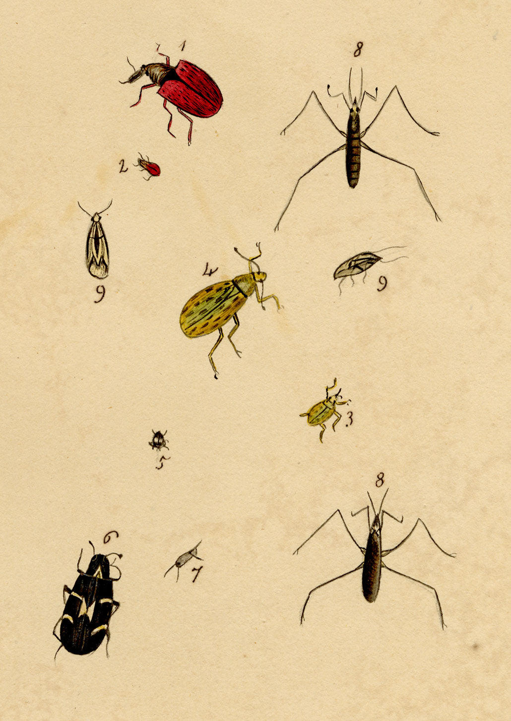 J. McA, Insect Studies (Curculio Weevil & Cimex) – c.1810s watercolour painting