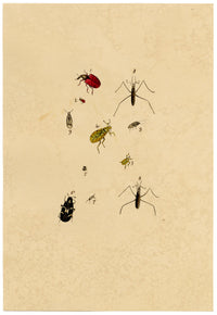 J. McA, Insect Studies (Curculio Weevil & Cimex) – c.1810s watercolour painting