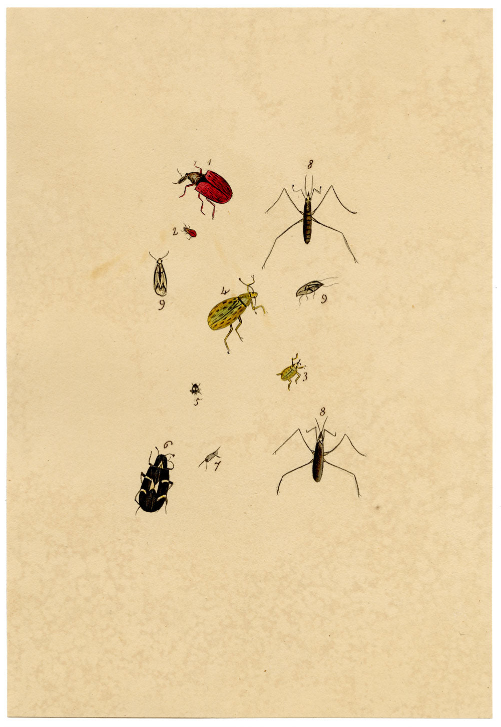 J. McA, Insect Studies (Curculio Weevil & Cimex) – c.1810s watercolour painting