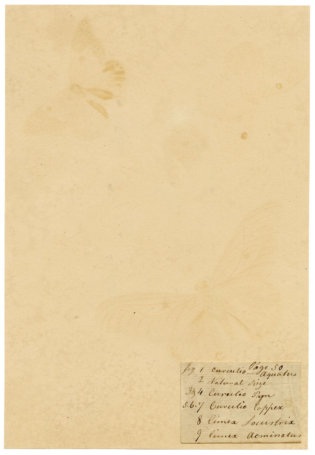 J. McA, Insect Studies (Curculio Weevil & Cimex) – c.1810s watercolour painting